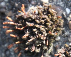 Bristle-moss Orthotrichum (species)