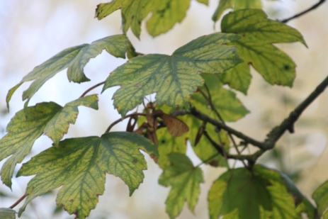 Sycamore (Acer pseudoplantus)