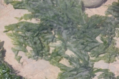 Sea-lettuce (Ulva lactuca)
