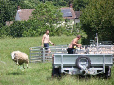 Sheep and farmers