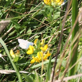 Bird's-foot Trefoil (Lotus corniculatus) with a Common Blue Butterfly