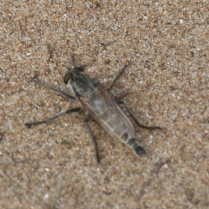 Cicadas (Cicadidae)