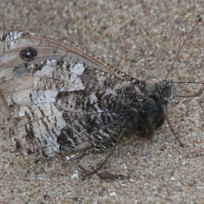 Common Grayling (Hipparchia semele)