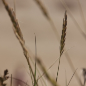 Perennial Rye-grass (Lolium perrene