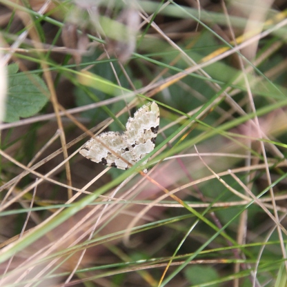 Garden Carpet Moth (Xanthorhoe fluctuata)
