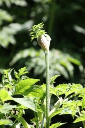 Hogweed (Heraculeum sphondylium)