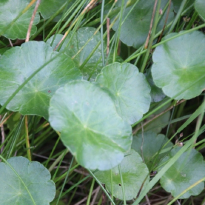 Marsh Pennywort (Arum maculatum)