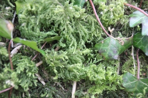 Silver Moss (Bryum argenteum)