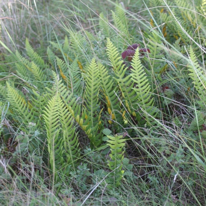 Ferns (Polypododium vulgare)
