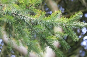 Spruce (Picea species)