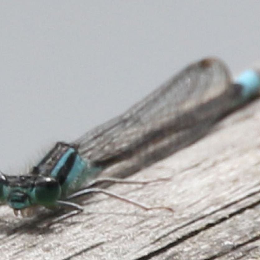 Blue tailed Damselfly (Ischnura elegans)