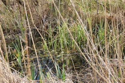 irises in the reeds