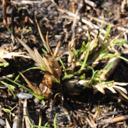 Greater Tussock Sedge new life (Carex paniculata)