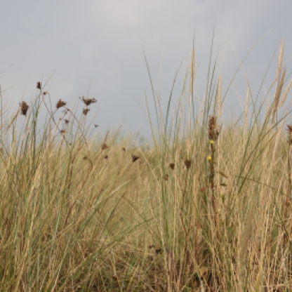 Marram-grass (Ammophila arenaria) and Sea-club Rush (Bolboschoenus maritimus)