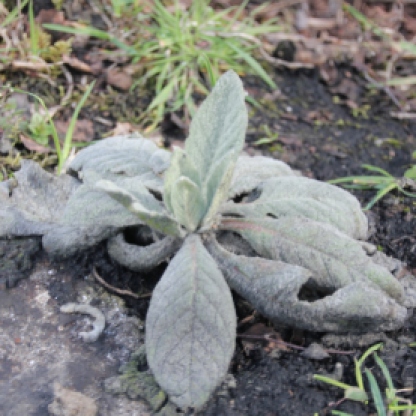 Great Mullein (Verbascum vulgare)