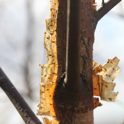 Copper Birch bark (Betula niger)