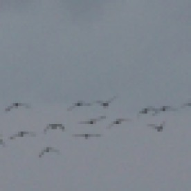 Skein of Canada Geese