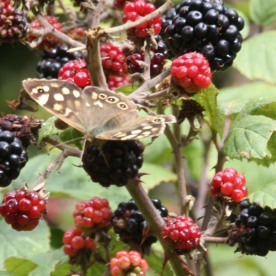 Speckled Wood (Pararge aegeria) on blackberries