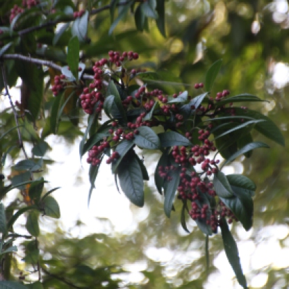 Wayfaring tree berries (Viburnum lantana)