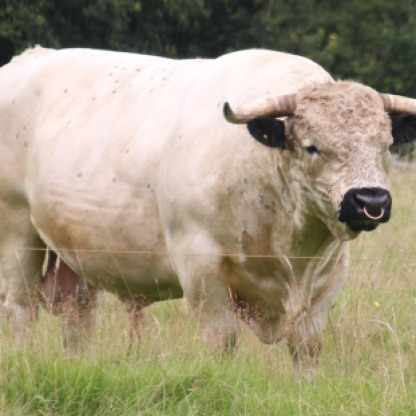 White Park Cattle (Bull)