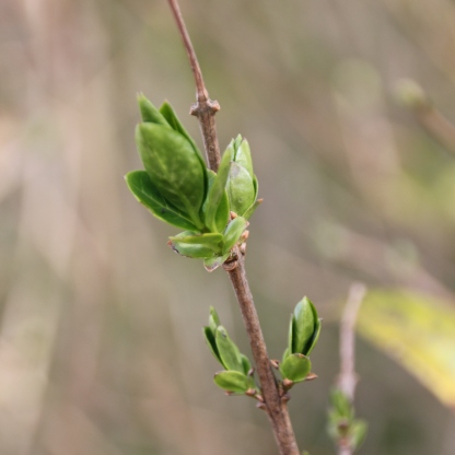 Wild Privet (Ligustrum lucidum)
