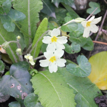 Primrose (Primula vulgaris)