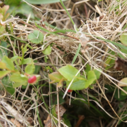 Billberry (Vaccinium myrtillus)