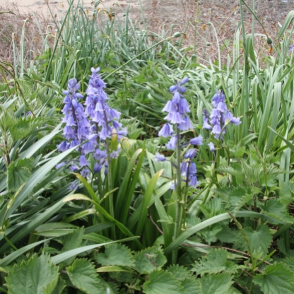 bluebells and Daffodils