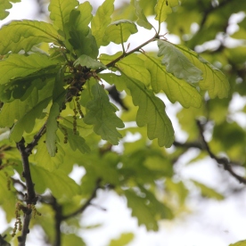 Holm Oak (Quercus ilex)