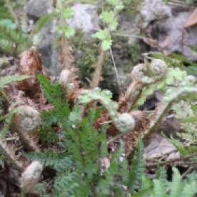Male Fern (Dryopteris felix-mas)