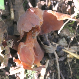 Jelly Ear Fungus (Auricularia auricula-judae)