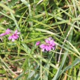 Common Milkwort pink (Polygala vulgaris)