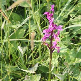 Common Spotted Orchid (Dacylorhiza fuchsia )