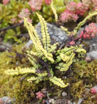 Maidenhair Spleenwort (Asplenium trichomas )