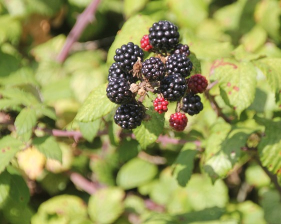 Blackberries (Rubus fructicosus)
