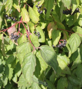 Dogwoods with berries (Cornus species)