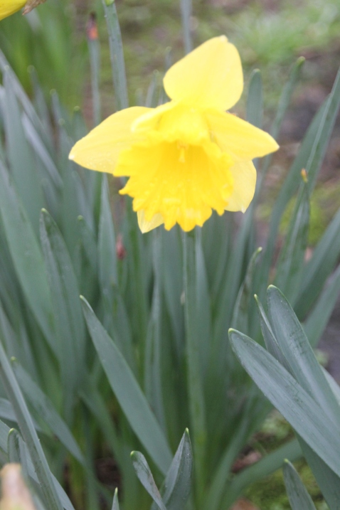 Daffodil (Narcissus )