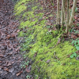 Moss covered banks