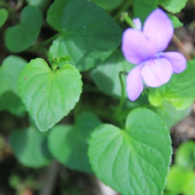 Dog-violet (Viola riviniana)