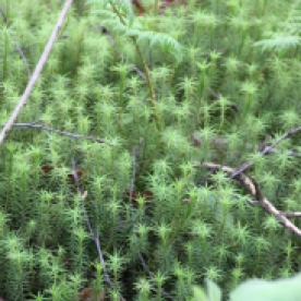 Common Haircap moss (Polytrichum commune)