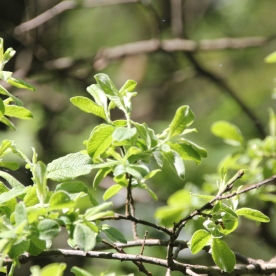 Willow (Grey or Grey Sallow) (Salix cinerea ssp. Oleifolia)