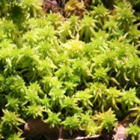 Sphagnum moss (Sphagnum ssp.)