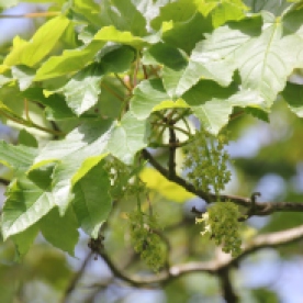 Sycamore (Acer pseudoplatamus)