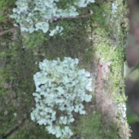 Common Greenshield (Flavoparmelia caperata)