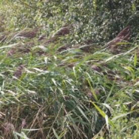 Common Reed ( Phragmites australis)