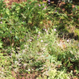 Broad-leaved Willowherb (Epilobium montanum)