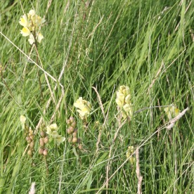 CommonToadflax (Linaria vulgaris)