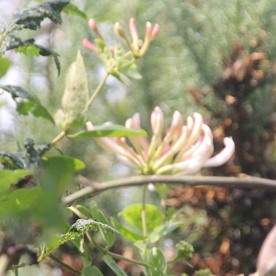 Wild Honeysuckle (Lonicera periclymenum)