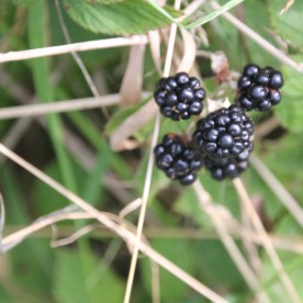 Blackberries (Rubus fructicosus(