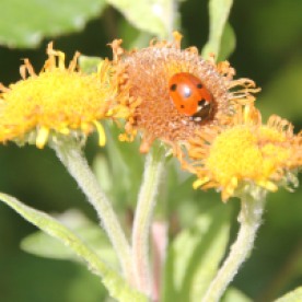 Fleabane with Ladybird (7 spot) (Coccinella septempunctata)